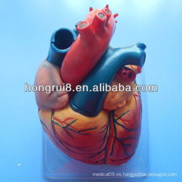 Modelo del corazón del adulto de la calidad de ISO, modelo médico educativo del corazón, corazón anatómico